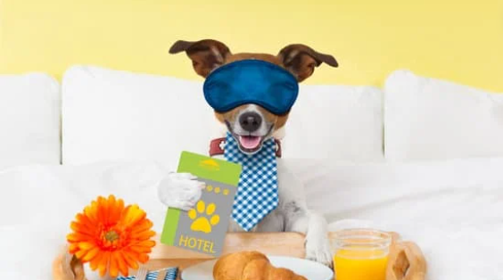 Köpek Oteli