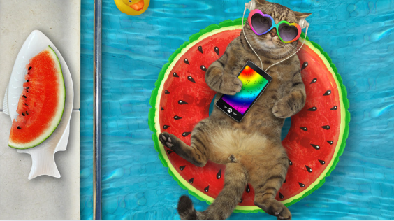 Kedi Oteli
