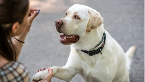 Köpek Eğitimi
