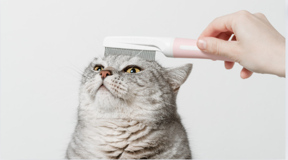 Kedi Kuaförü