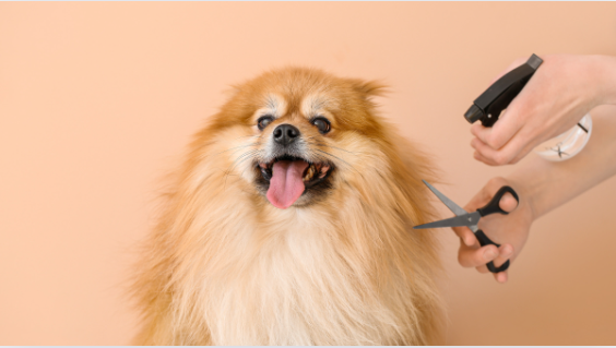 Köpek Kuaförü