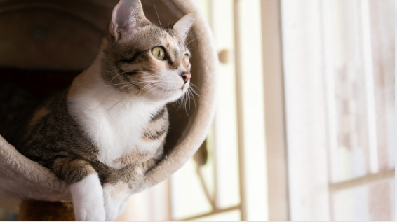 Kedi Pansiyonu