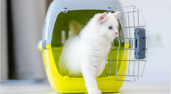 Kedi Taşıma